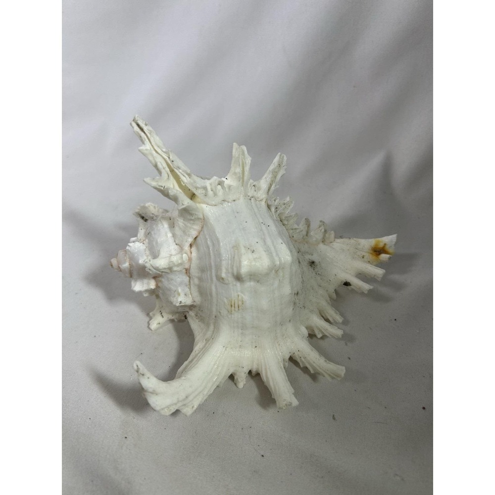 Seashell Indo Pacific Ocean Chicoreus Ramosus Ramose Murex Conch Shell Ocean